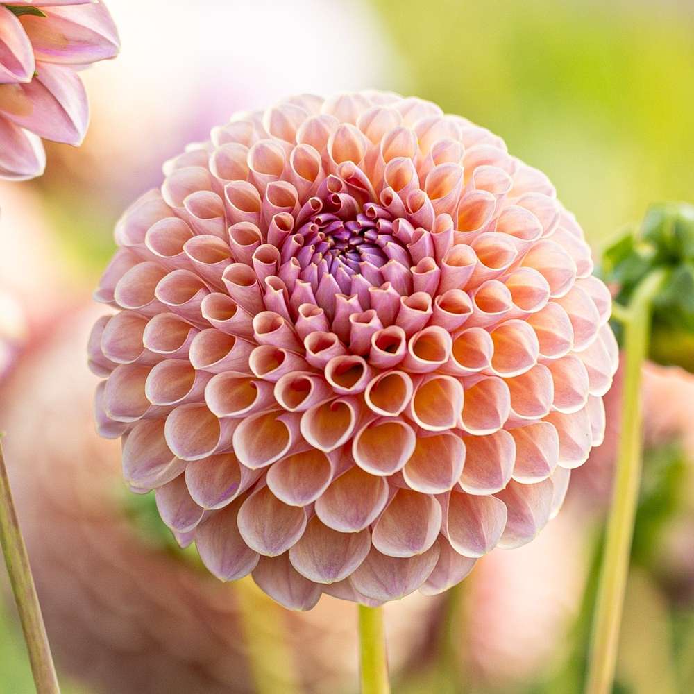 Dahlia 'Jowey Winnie'